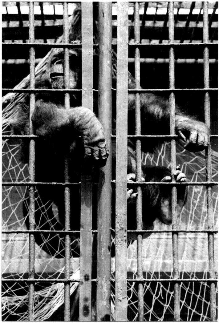 Chimp at Katowice Zoo 1998