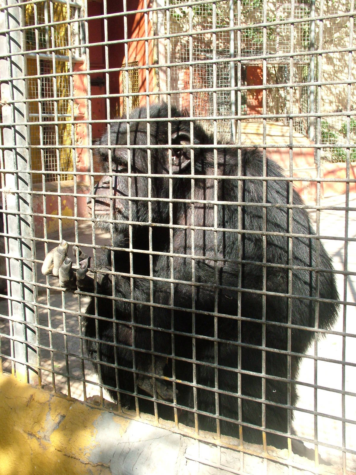 Chimp at Monkey Park, 09/11/10