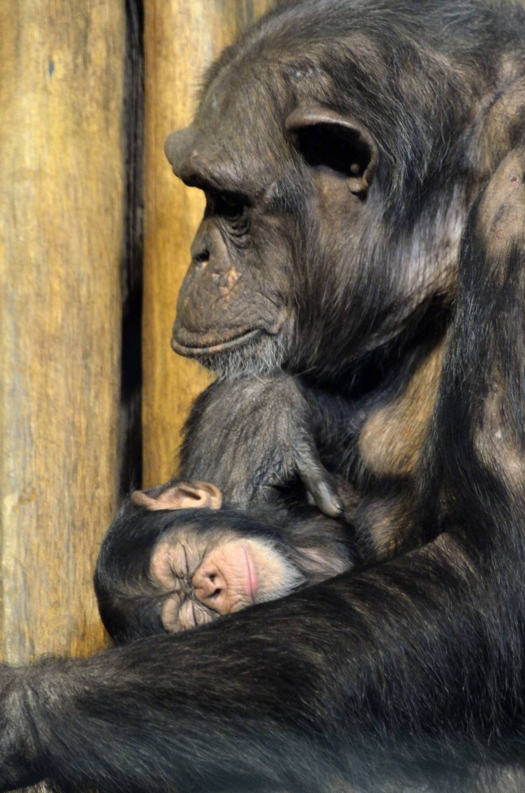 Chimp baby 03/01/2015