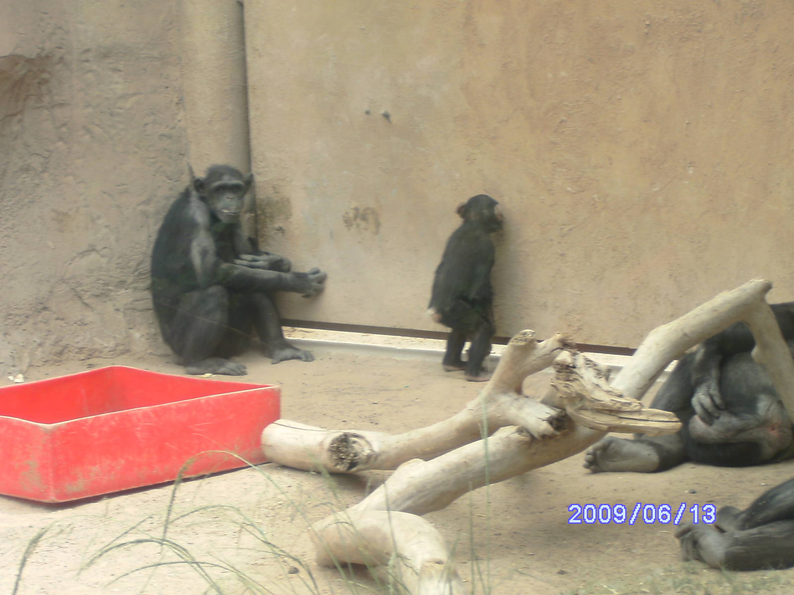 Chimp being surprisingly human