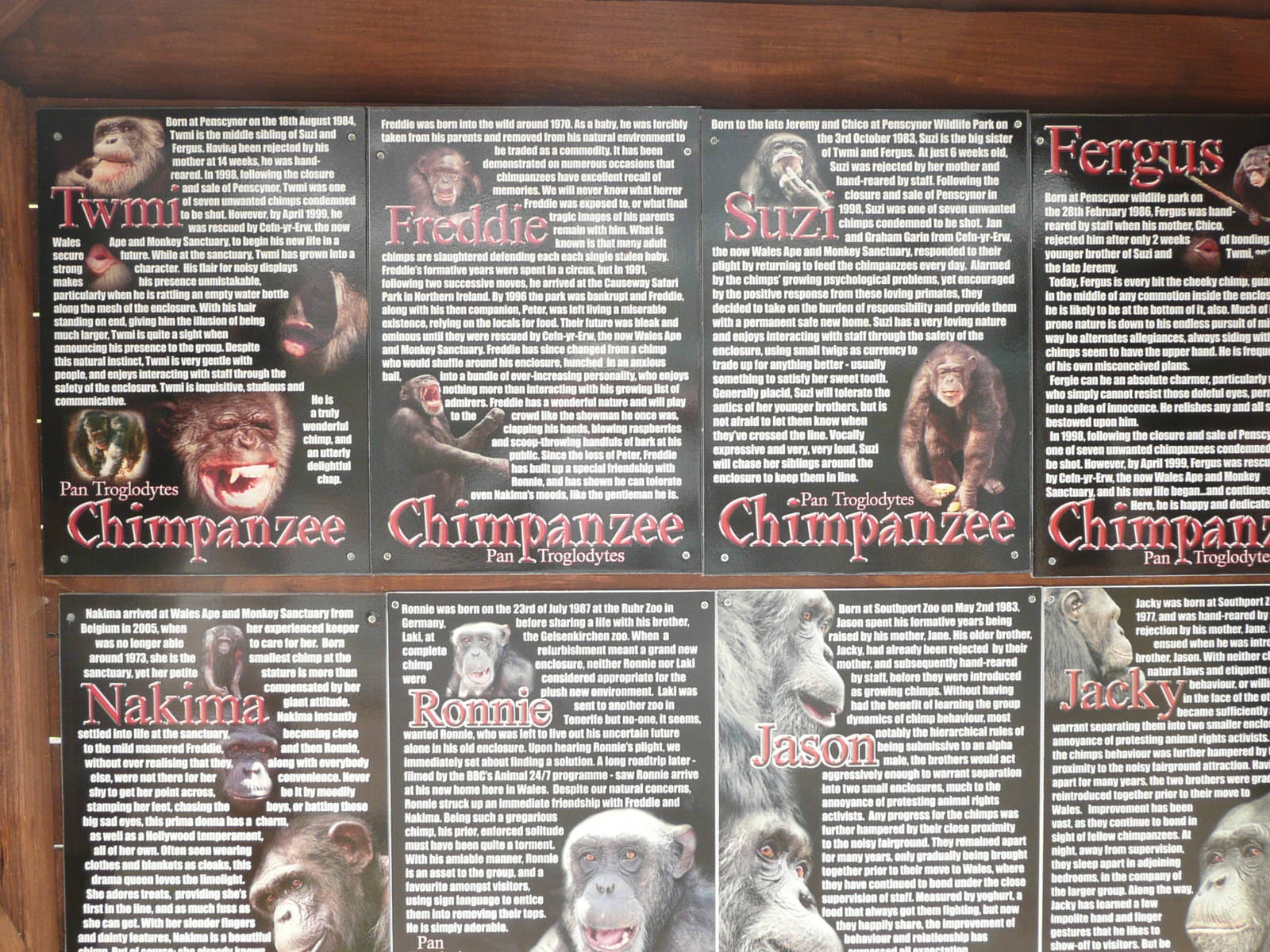 Chimp biographies