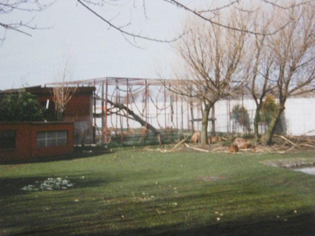 Chimp cage housing two young chimps. 1994.