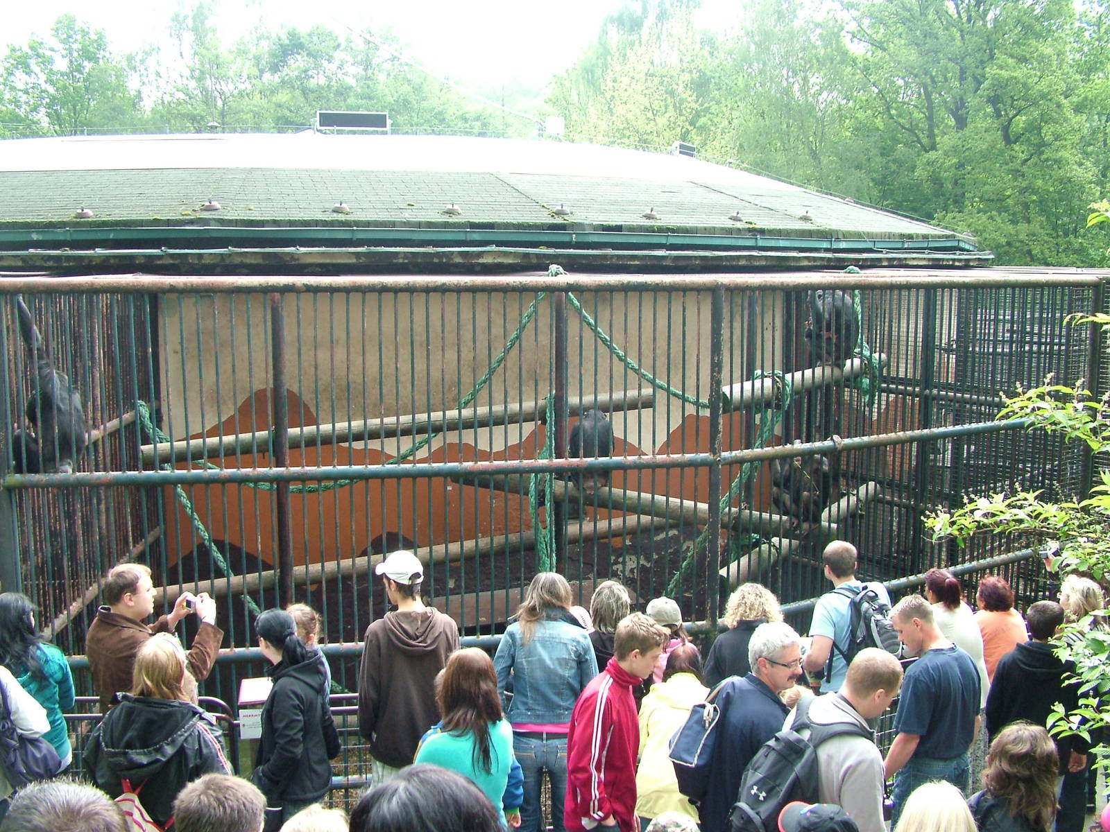 Chimp cages at Ostrava, 29/05/10