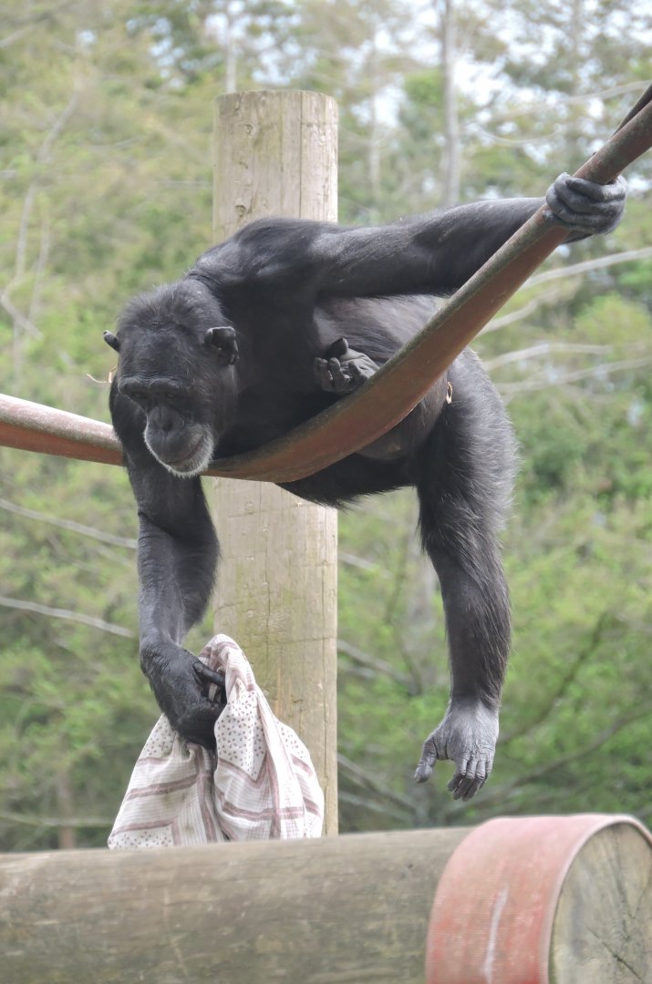 Chimp Climbing - Hananya's group