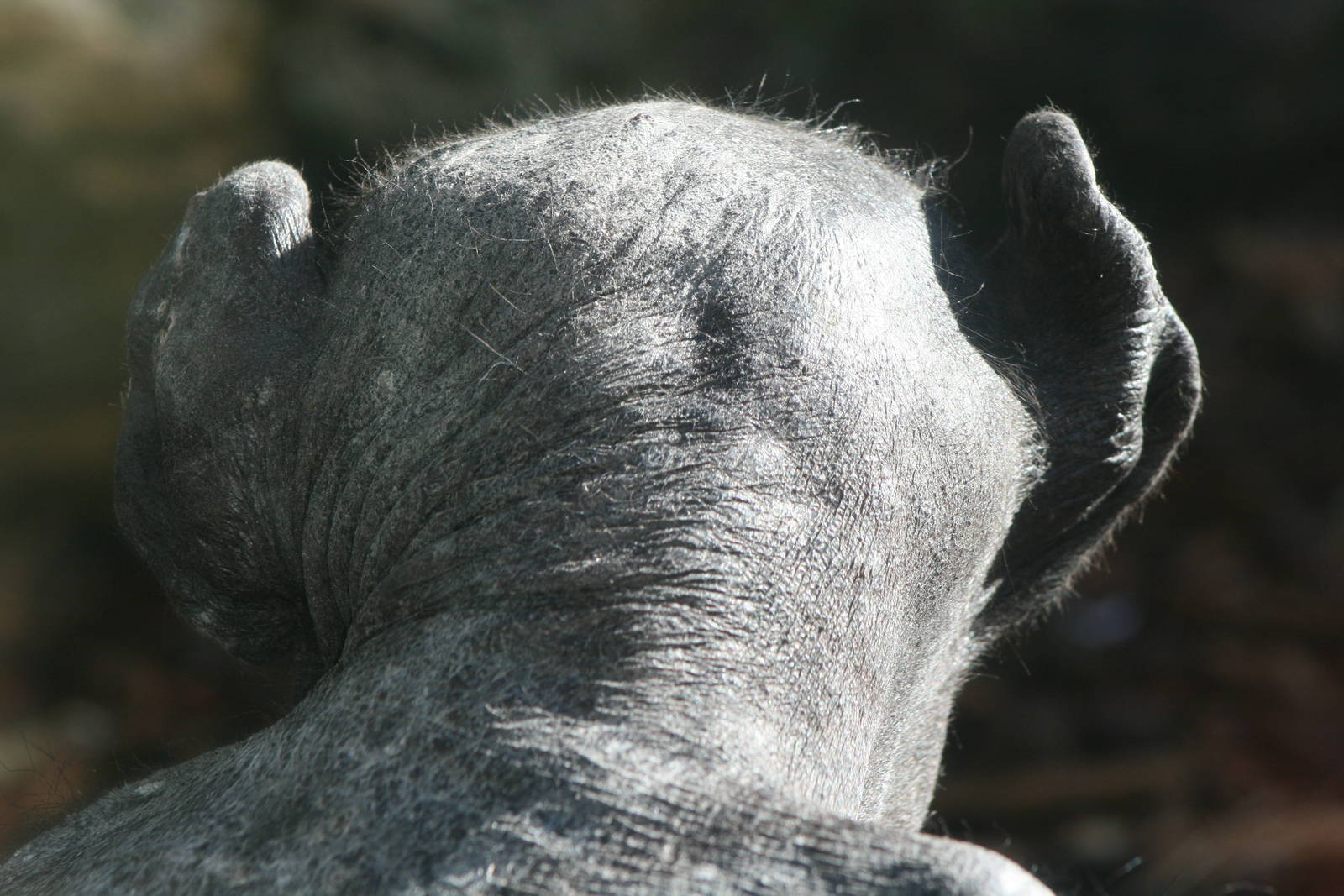 chimp ears