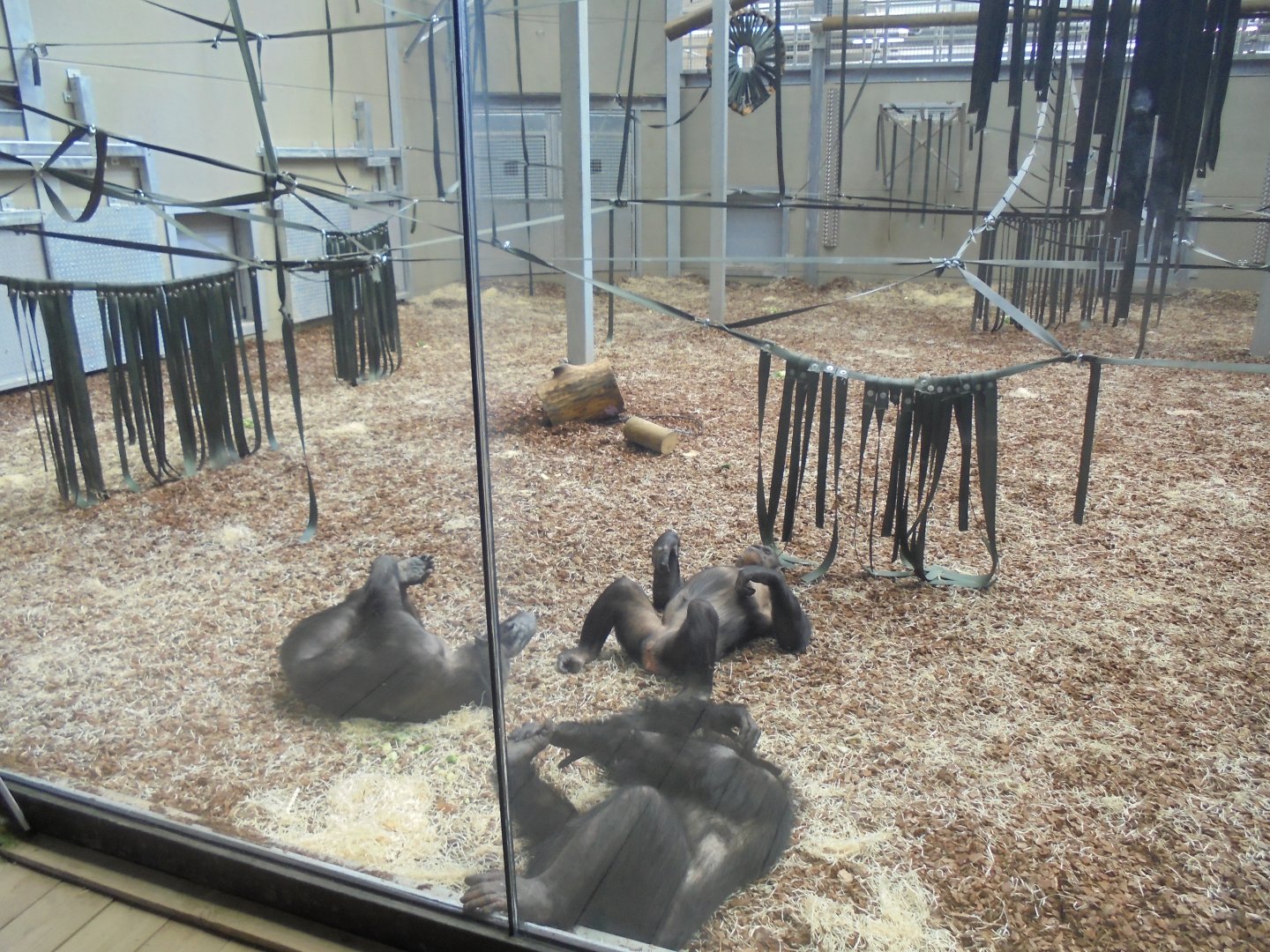 chimp Eden. Indoor area