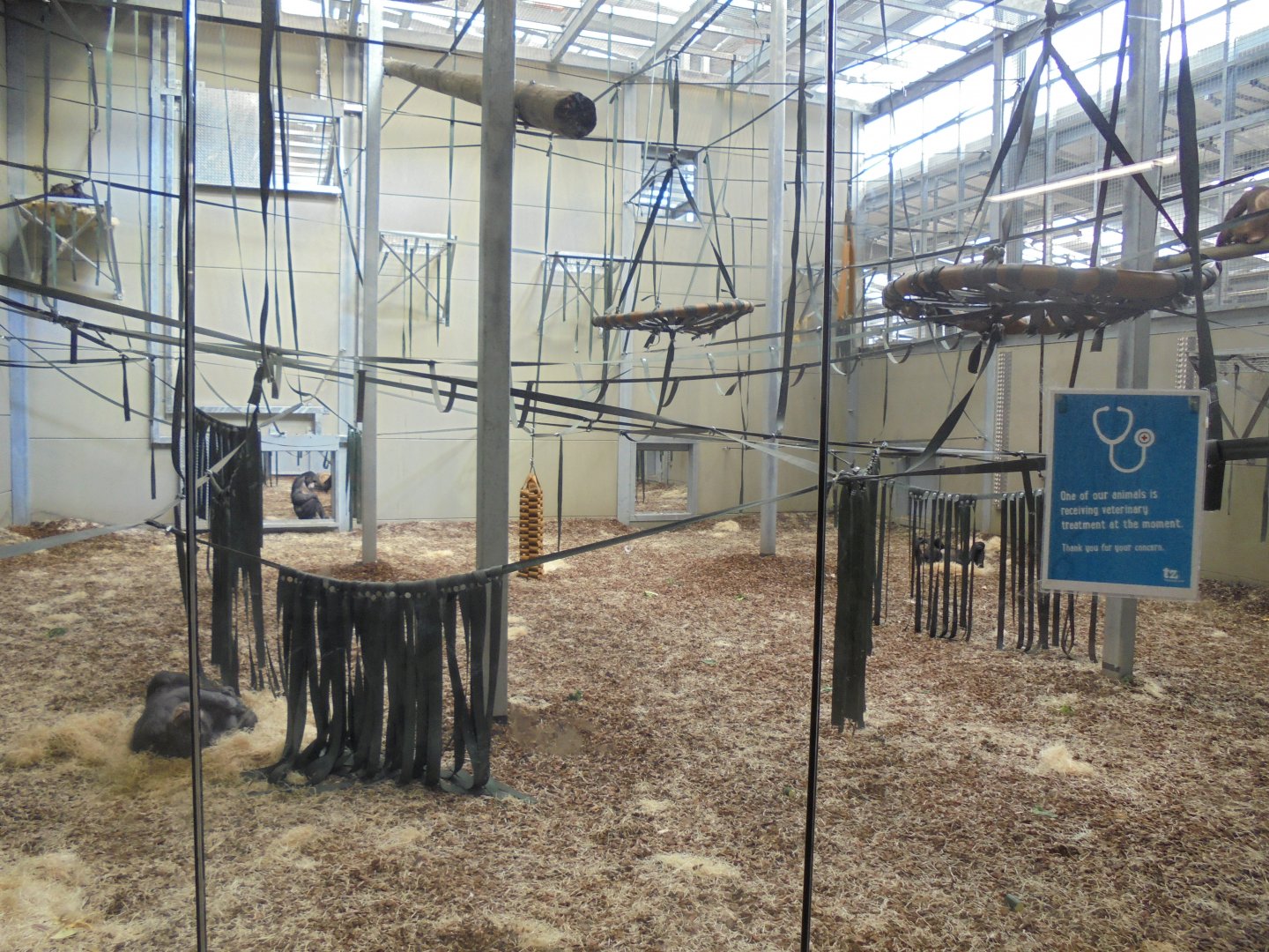 Chimp Eden Inside Enclosure