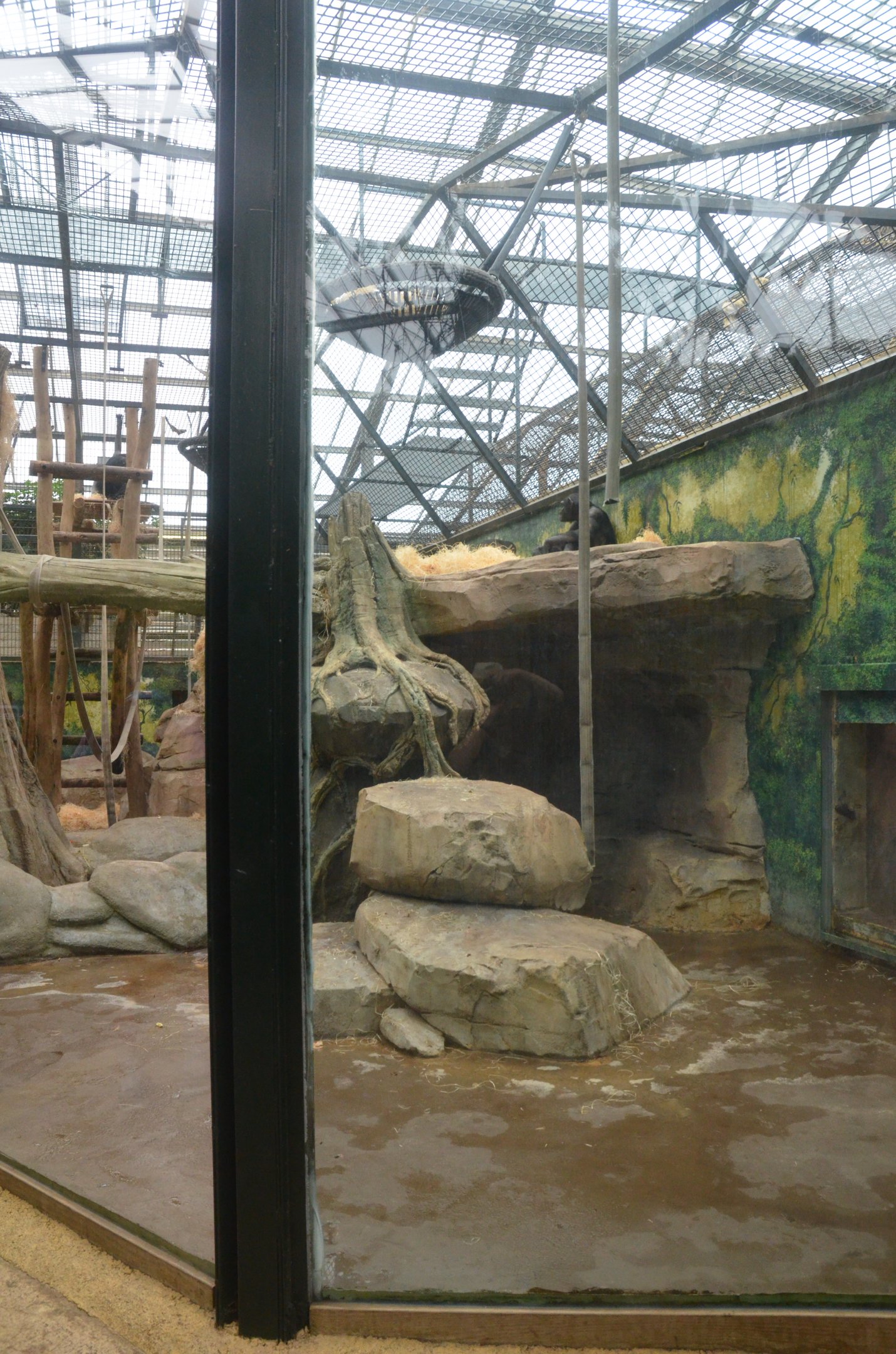 Chimp Enclosure at Beauval, 12/06/18