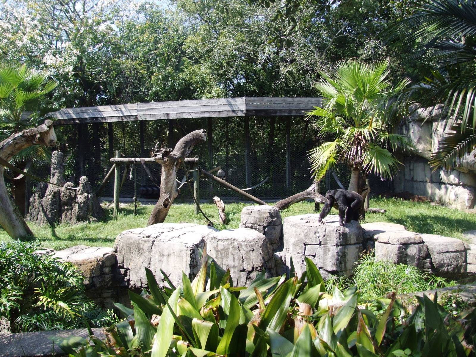 Chimp Enclosure at Lowry Park, 13/10/13