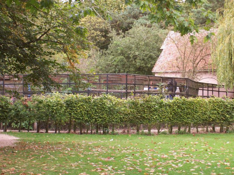 chimp enclosure at Molehall