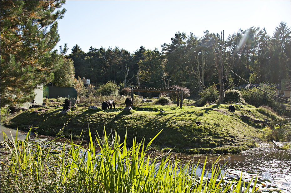 Chimp-enclosure at Serengeti Park