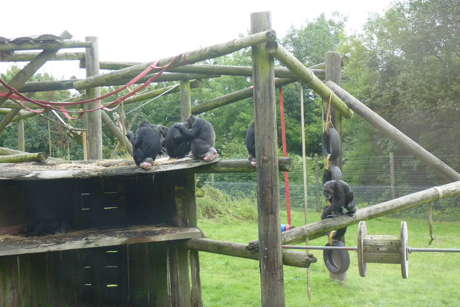 Chimp enclosure, September 2016