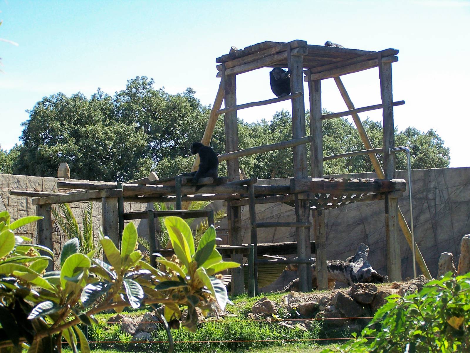 Chimp enclosure