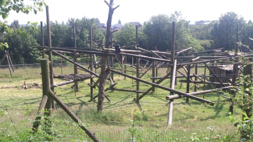 Chimp Enclosure