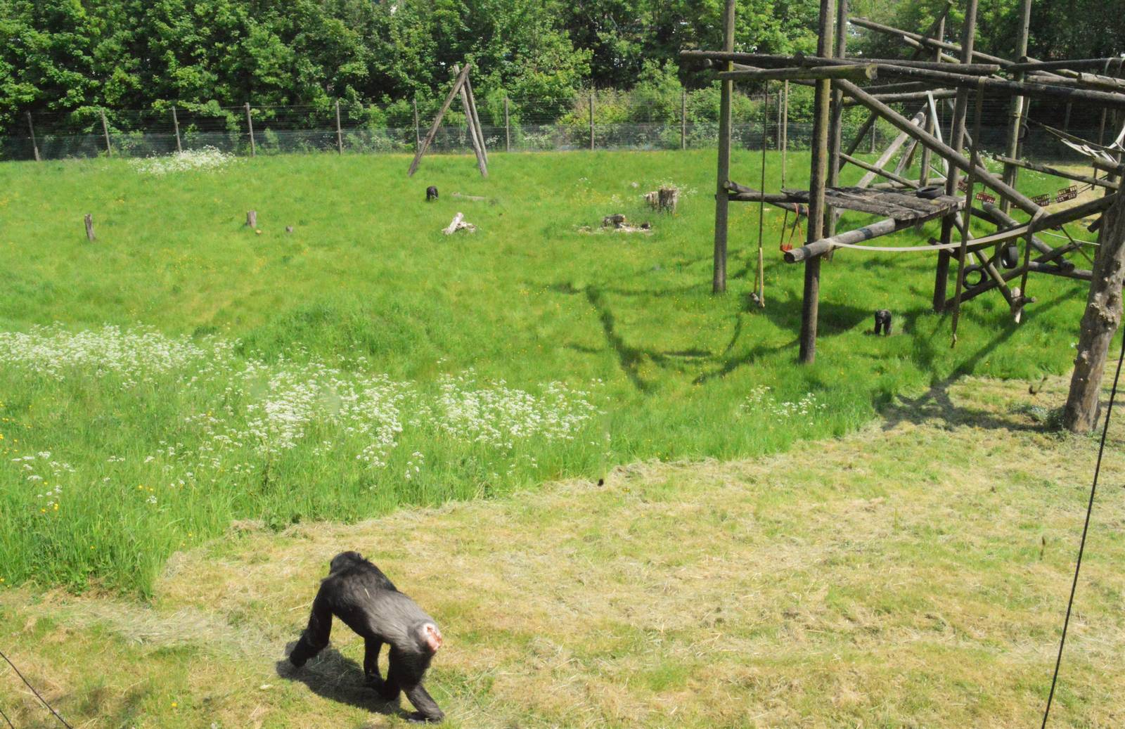Chimp enclosure