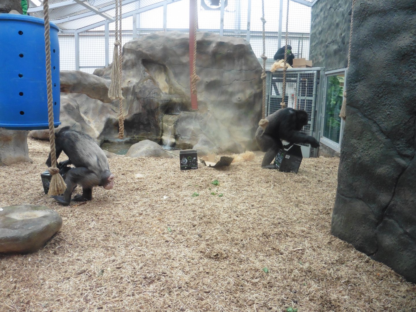 Chimp enrichment
