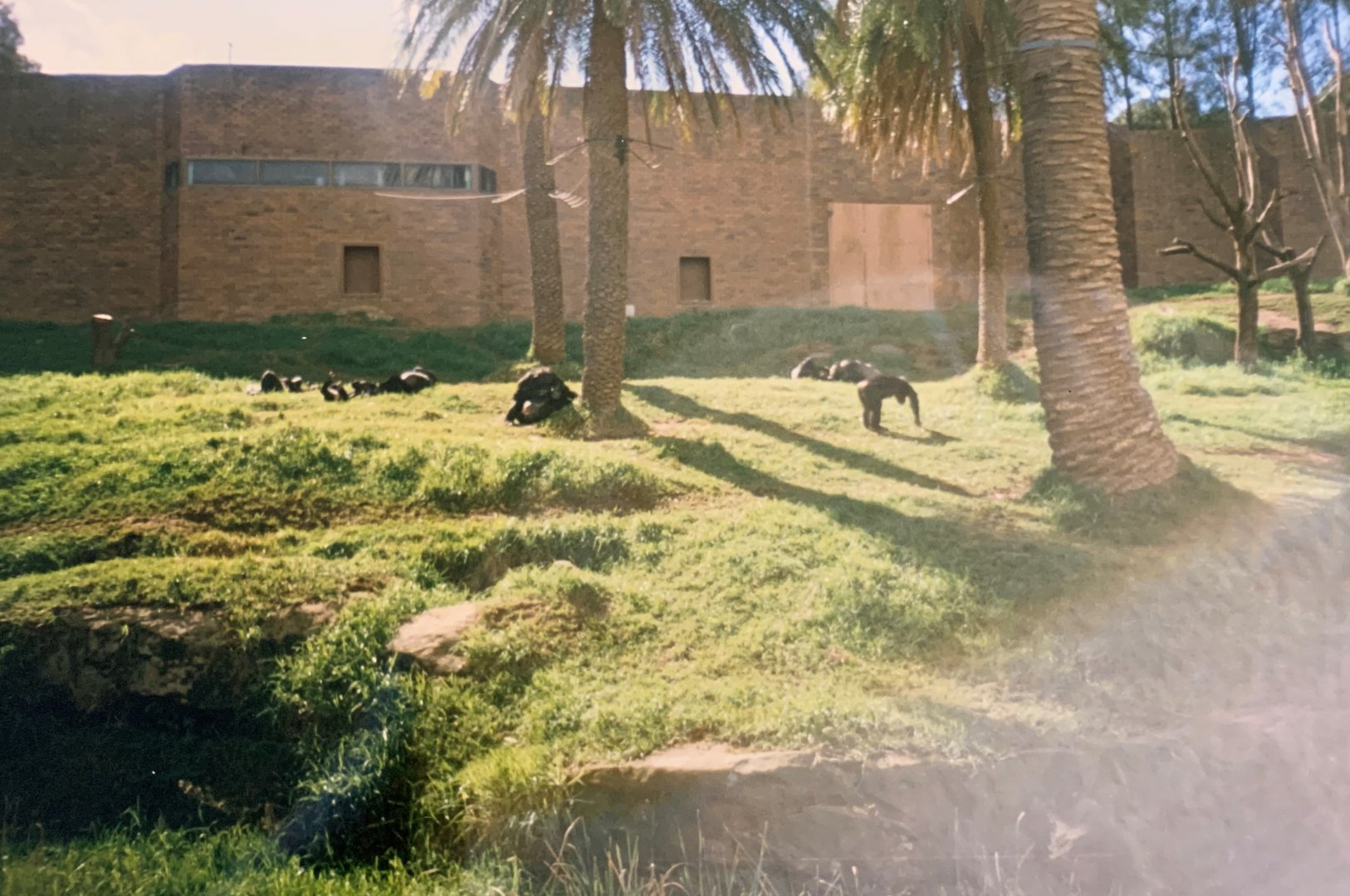 Chimp Exhibit (1996)