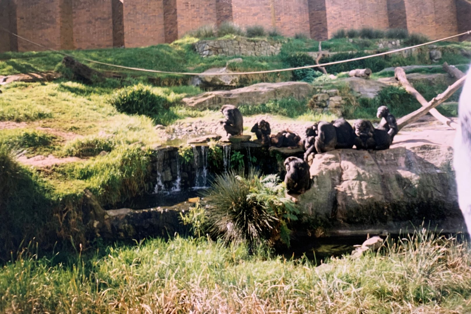 Chimp Exhibit (1996)