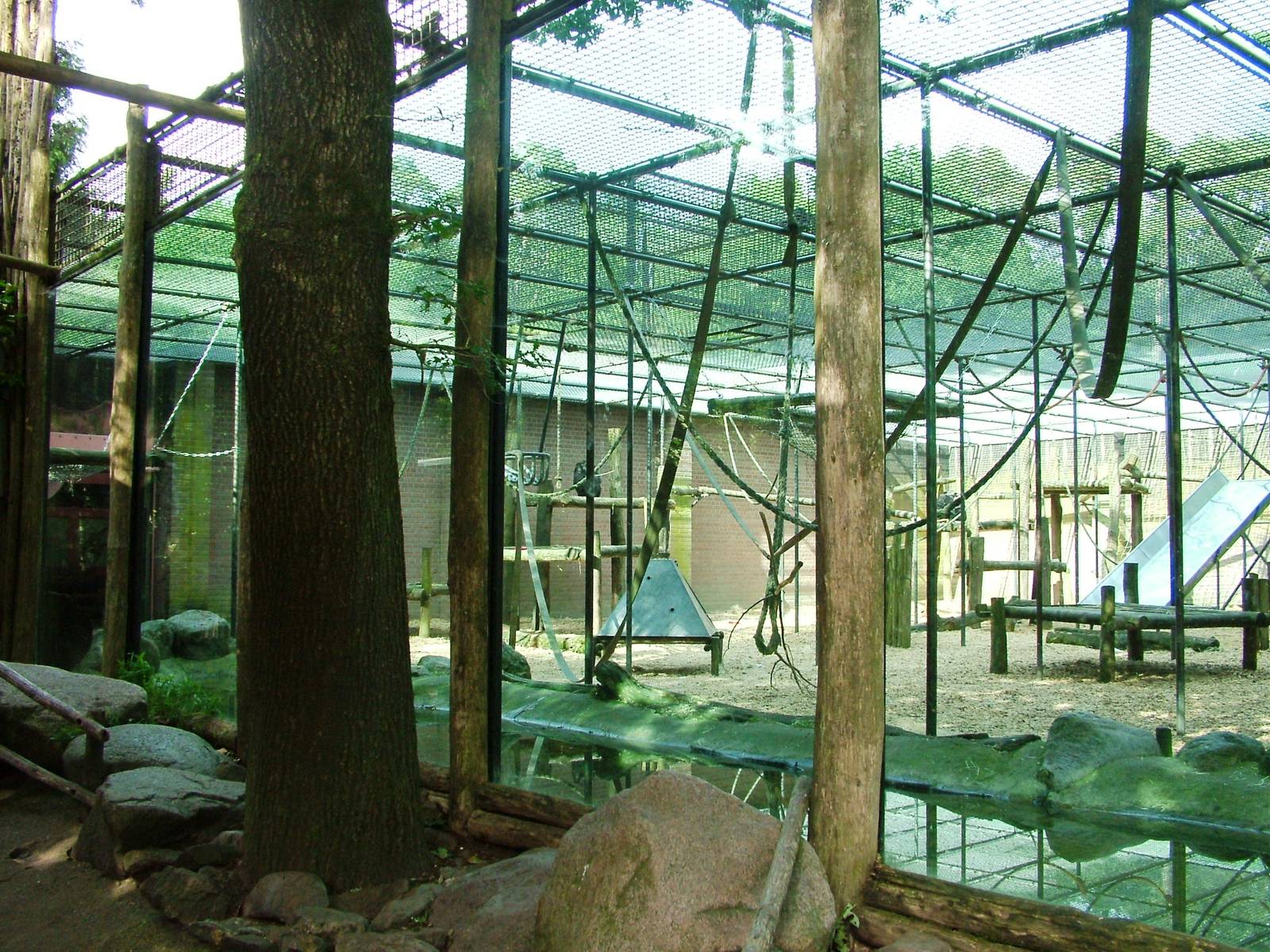 Chimp Exhibit at Amersfoort, 01/06/12