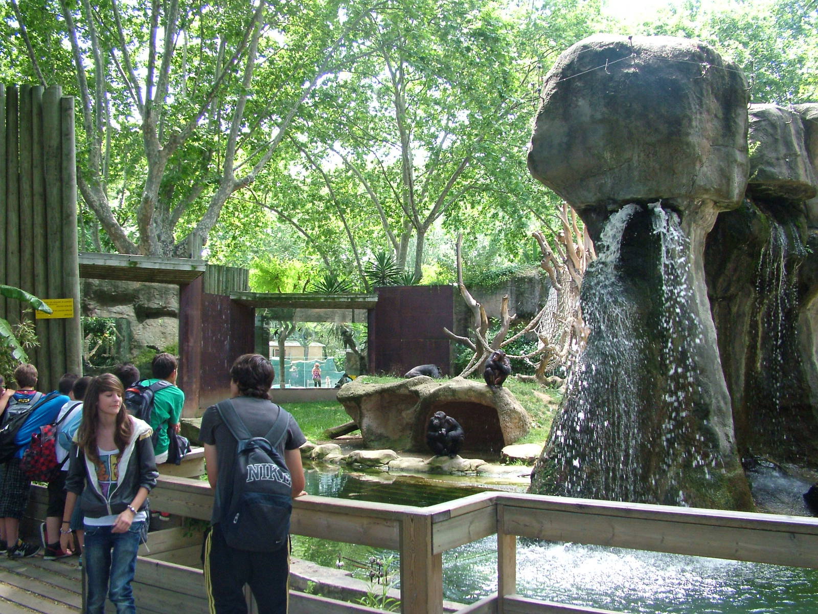 Chimp Exhibit at Barcelona, 30/05/11