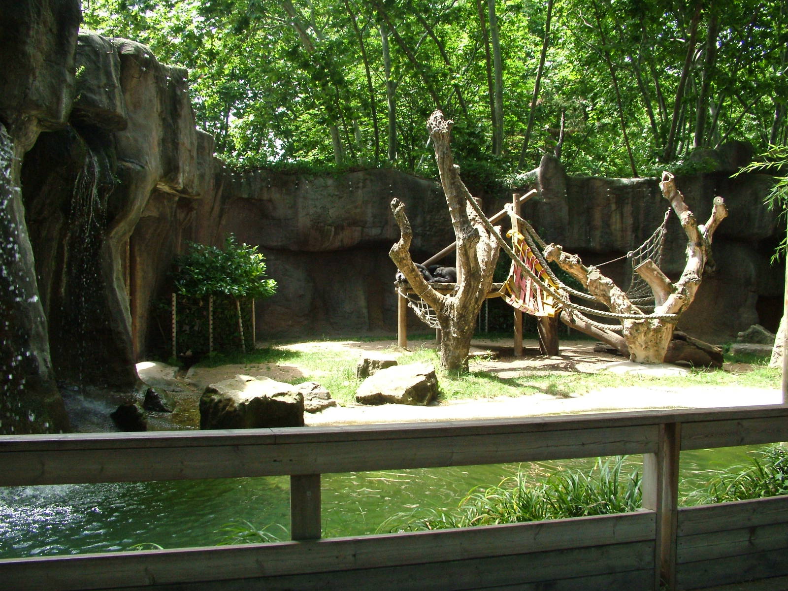 Chimp Exhibit at Barcelona, 30/05/11