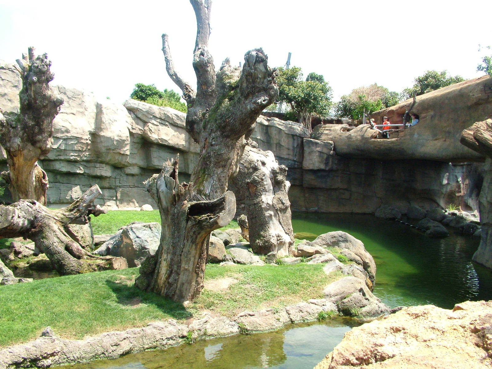 Chimp Exhibit at Bioparc Valencia, 28/05/11