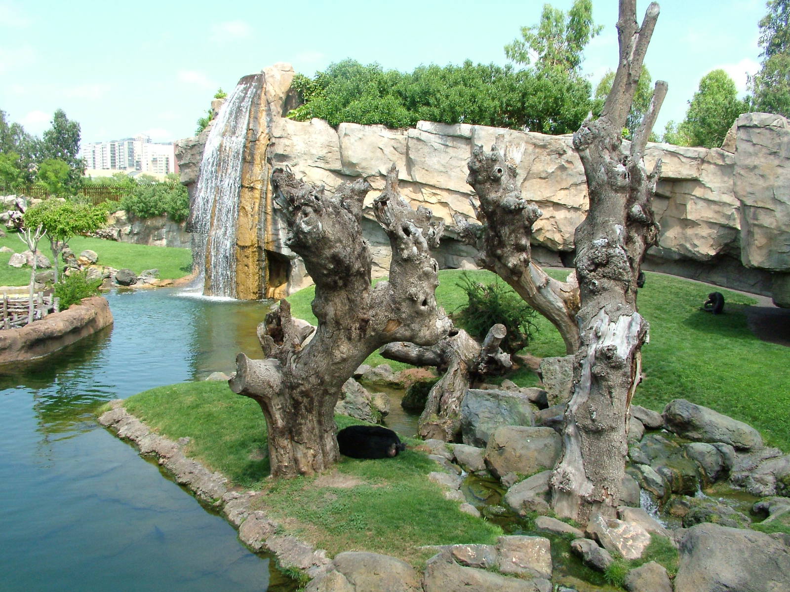 Chimp Exhibit at Bioparc Valencia, 28/05/11
