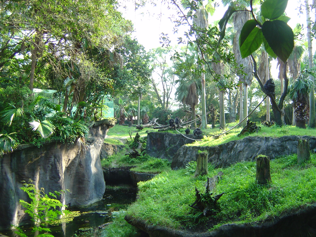 Chimp Exhibit at Busch Gardens (Myombe Reserve)