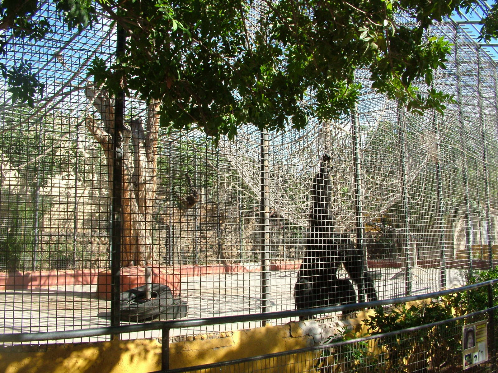 Chimp Exhibit at Monkey Park, 09/11/10