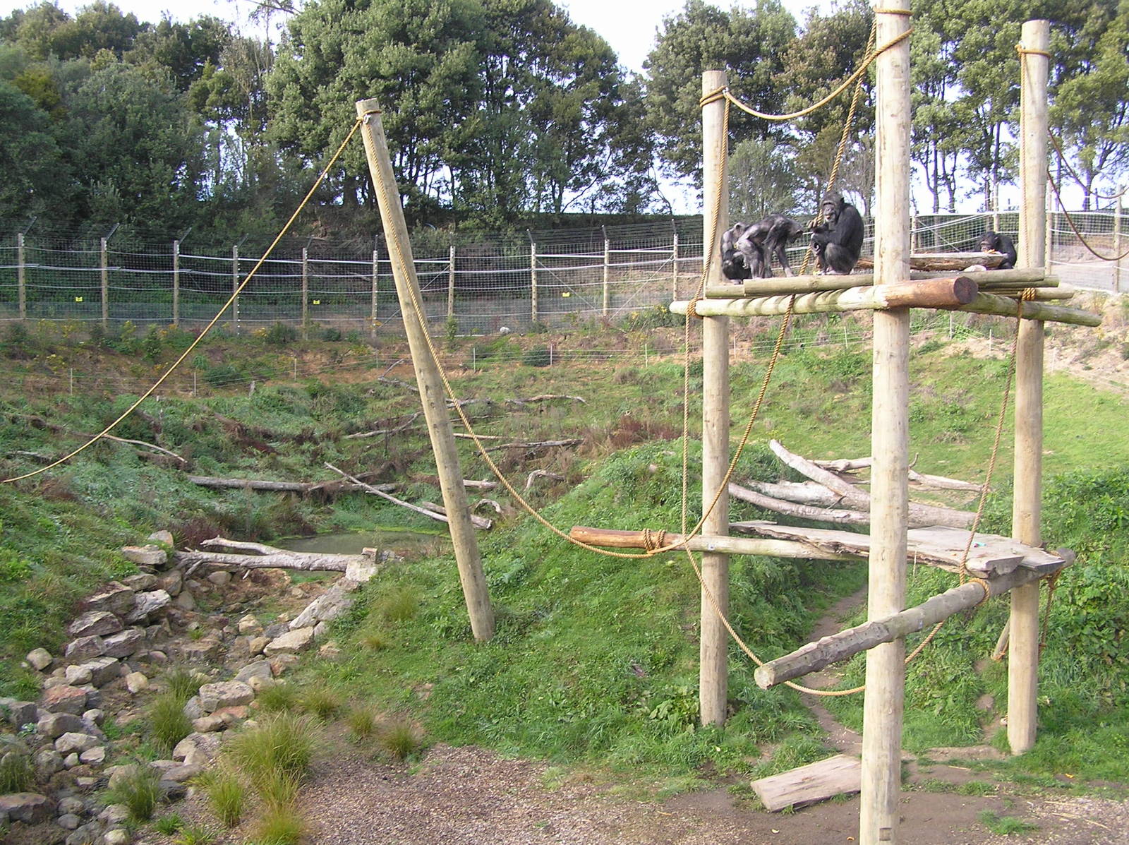 Chimp exhibit - Hamilton zoo 04