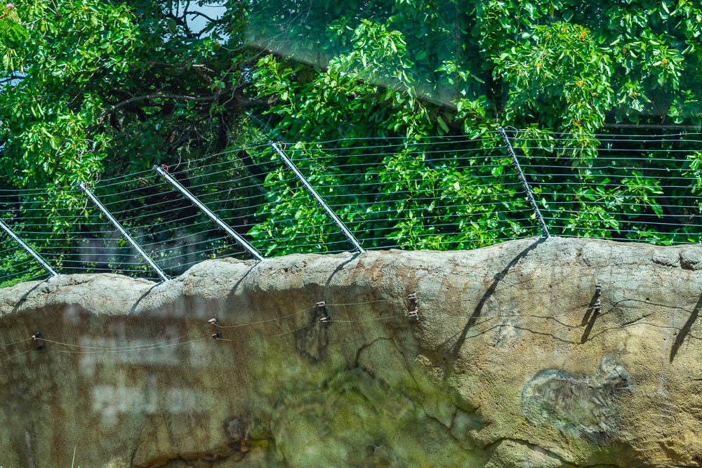 Chimp exhibit improvement