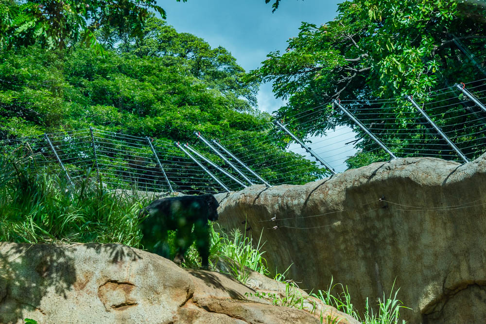 Chimp exhibit improvement