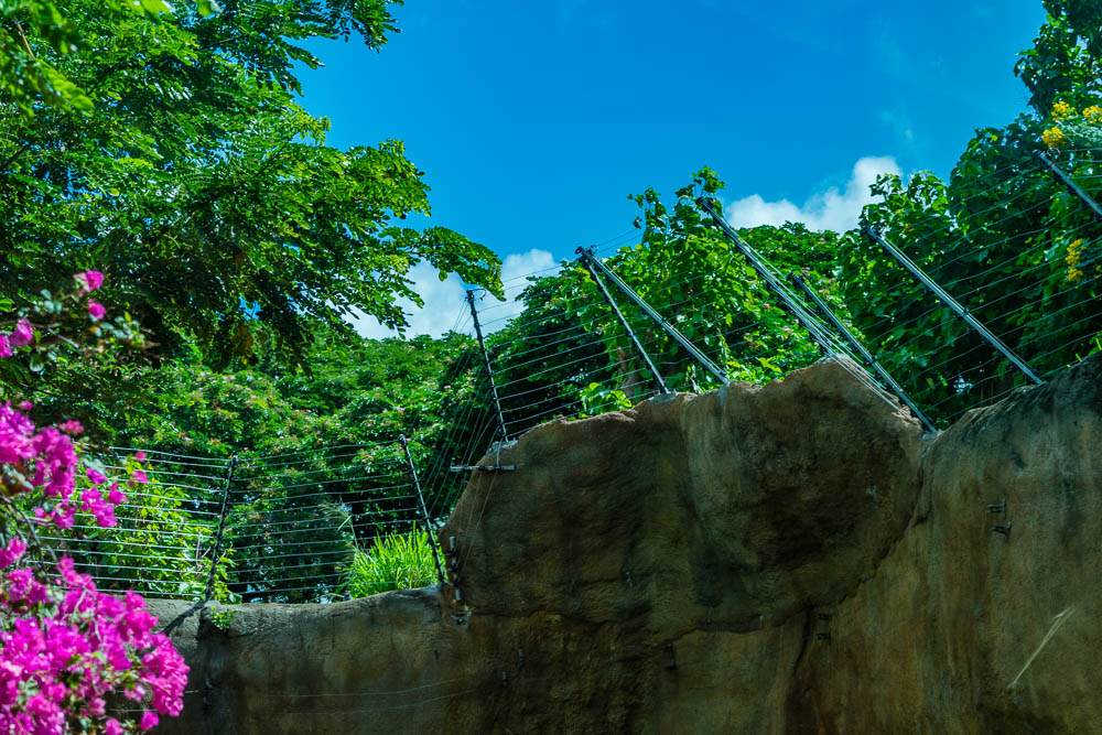 Chimp exhibit improvements