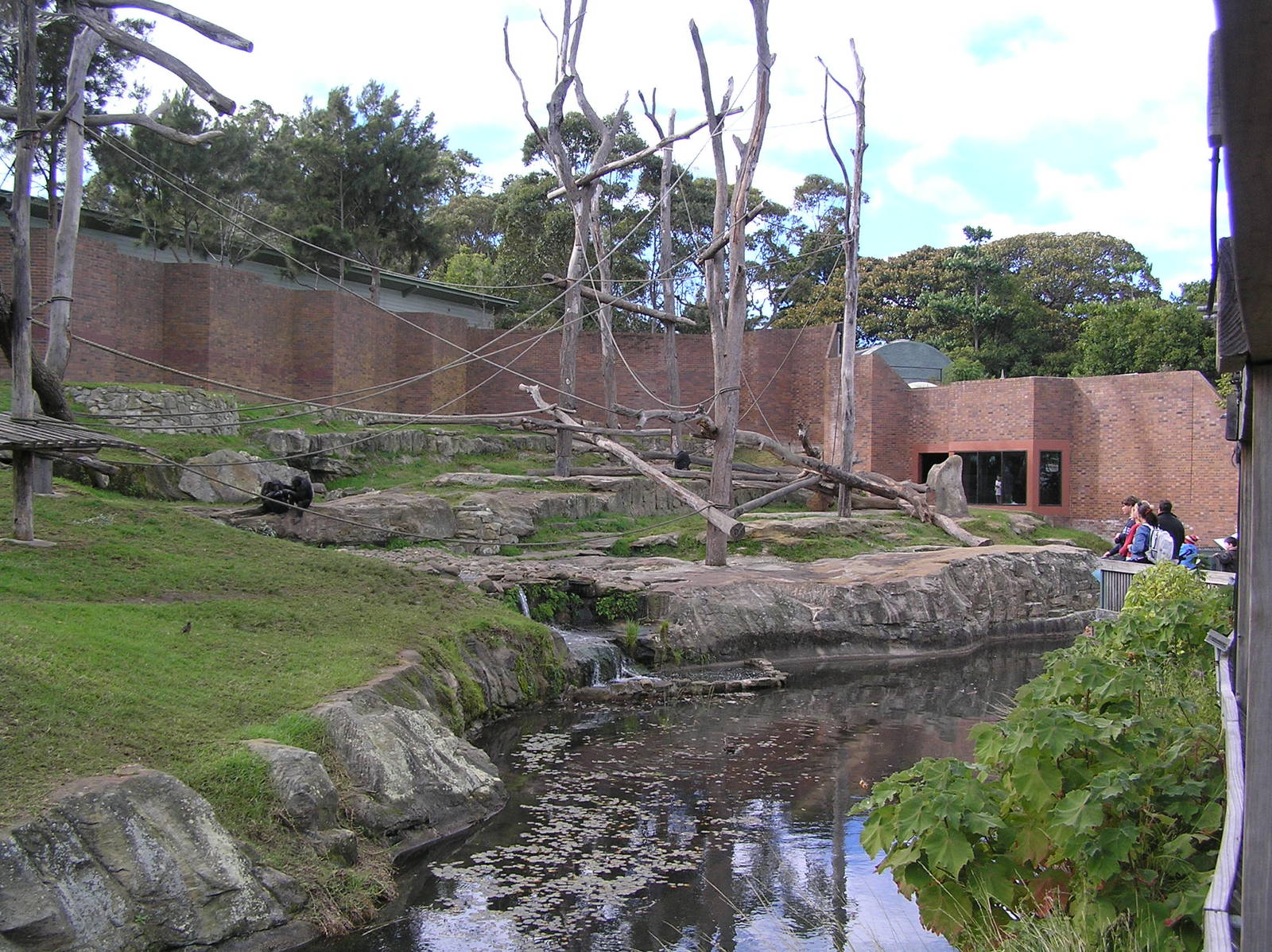 Chimp exhibit - Taronga 05