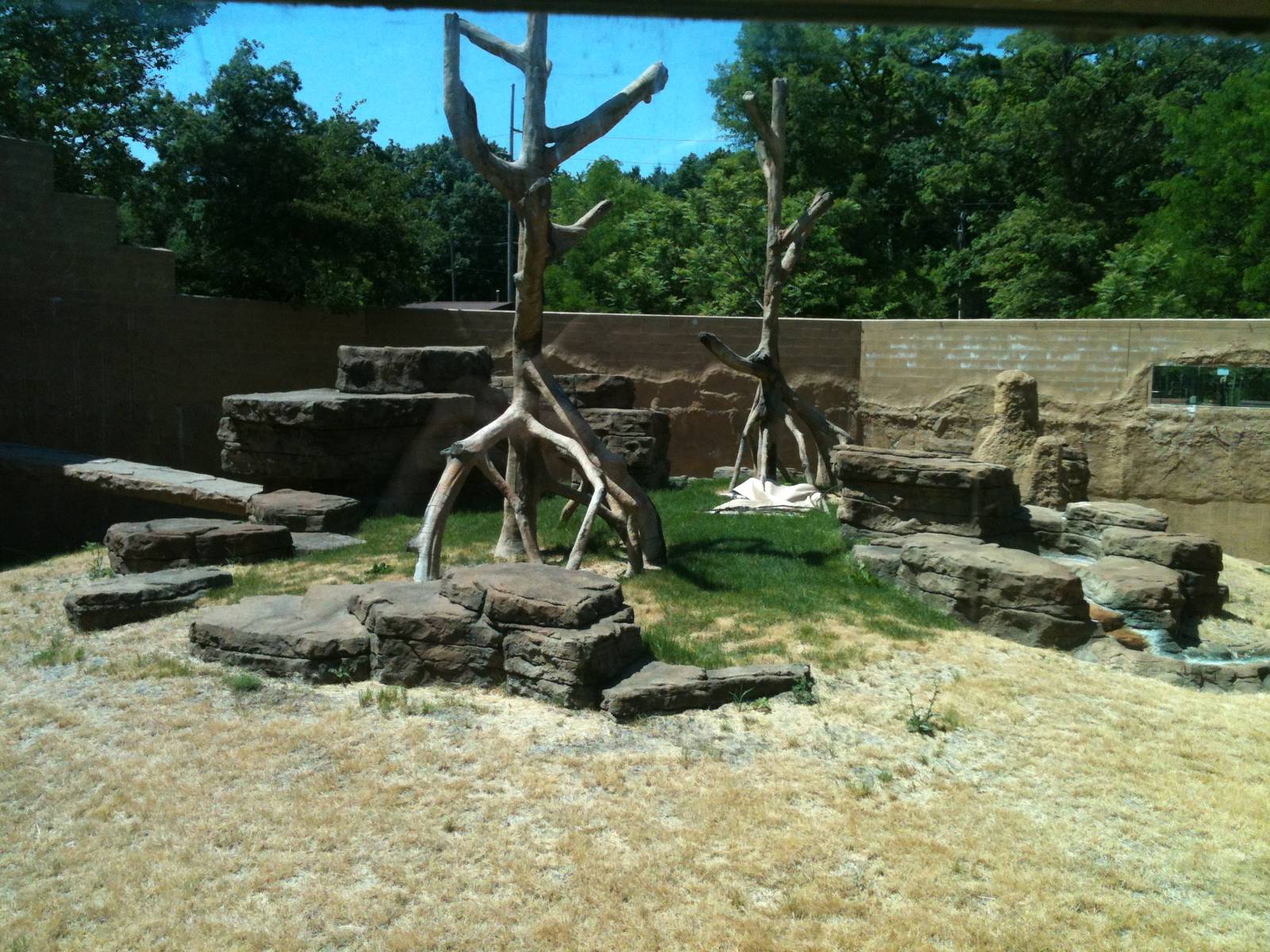 Chimp Exhibit