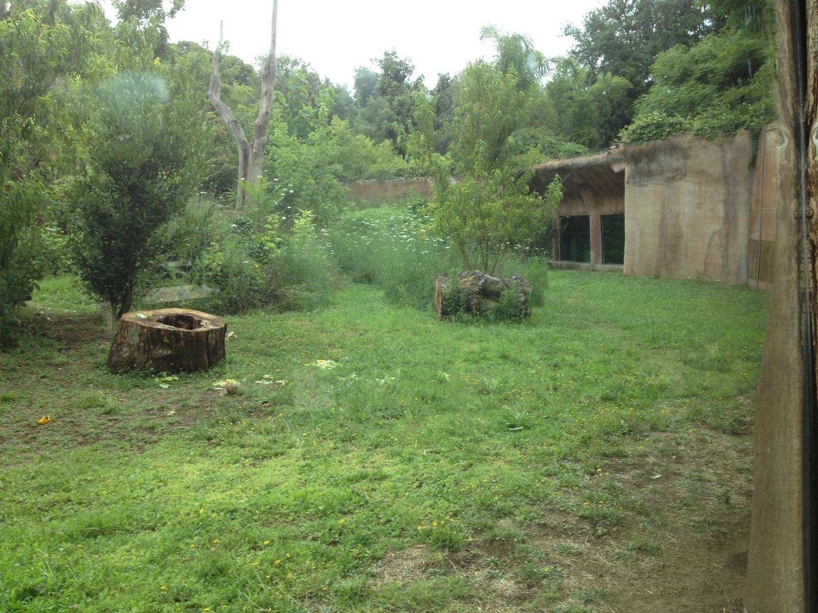 Chimp Exhibit