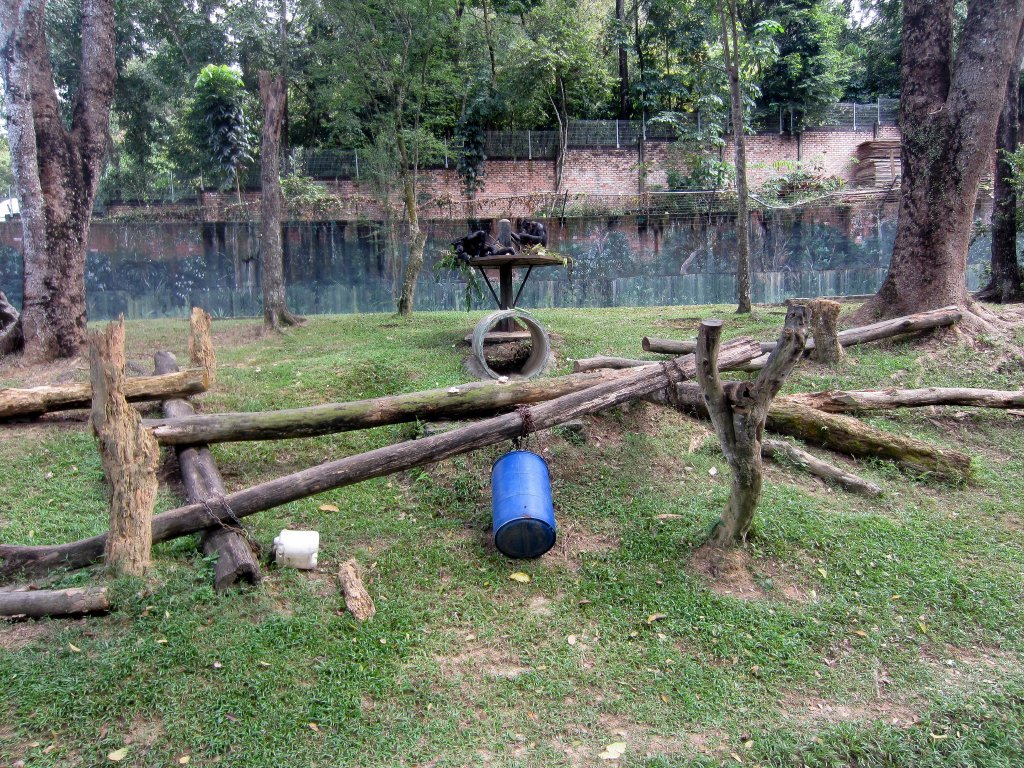 Chimp exhibit
