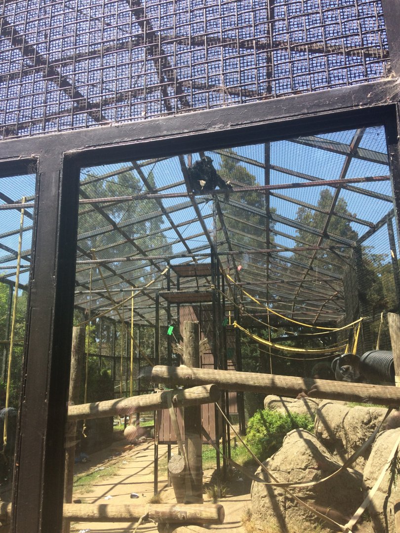 Chimp exhibit