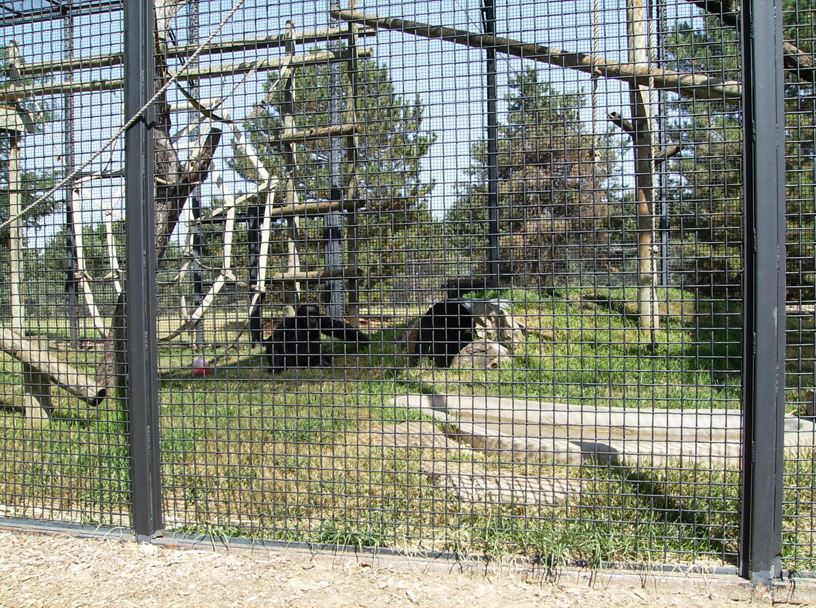 Chimp exhibit