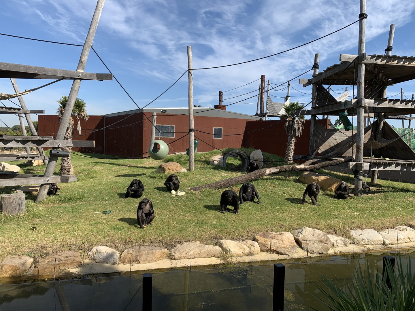 Chimp Exhibit