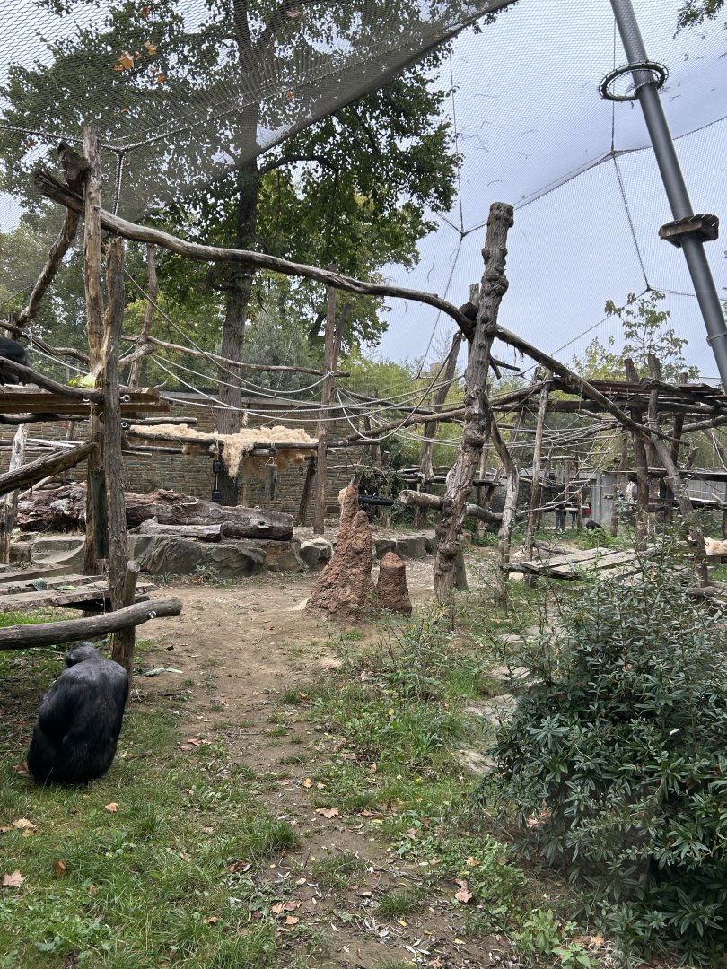 Chimp exhibit
