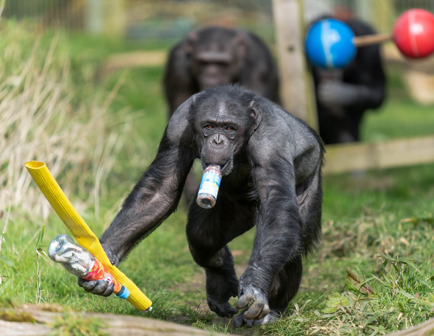 Chimp (f) Bonnie, ZSL Whipsnade, UK