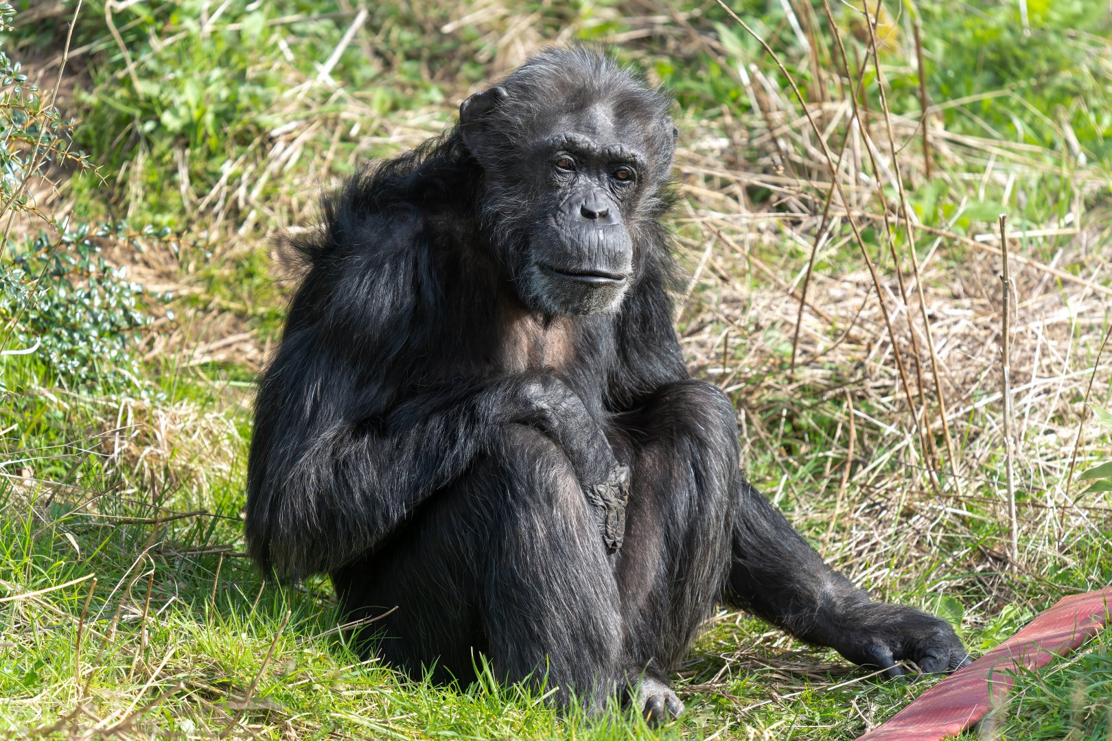 Chimp (f) Koko, ZSL Whipsnade, UK