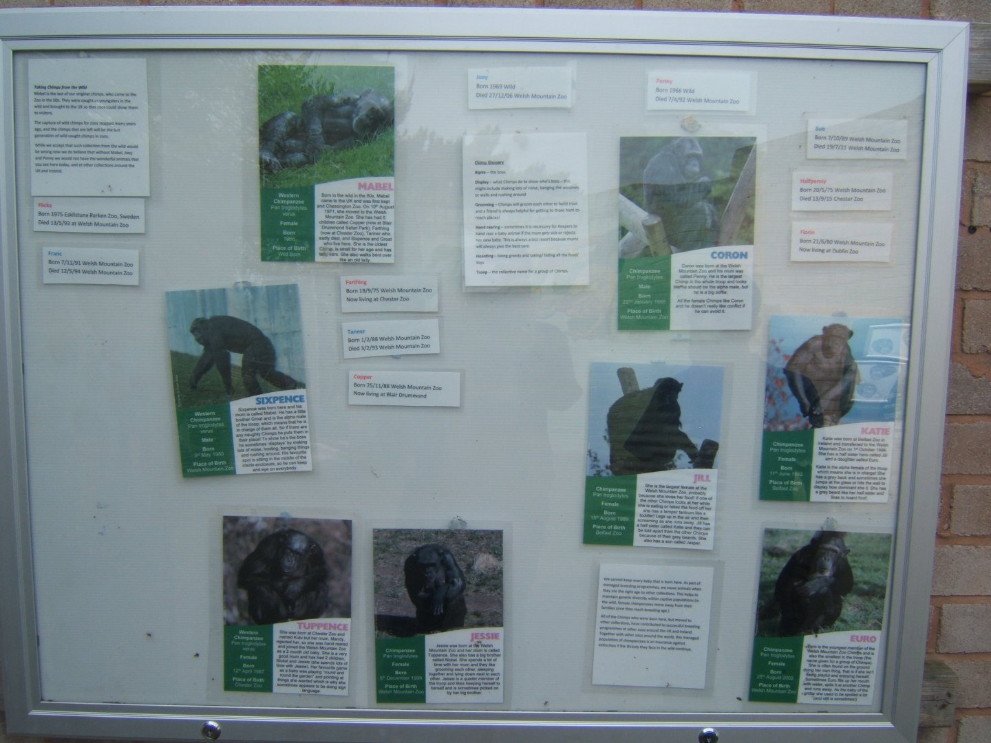 Chimp family described 23/04/2019