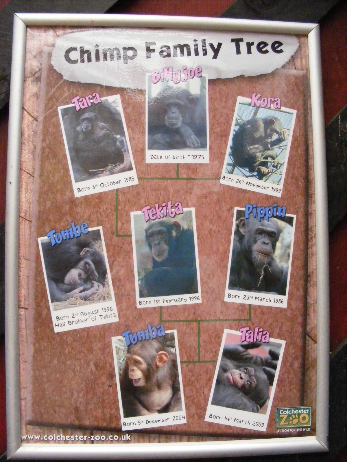 Chimp family tree - 5 July 2009