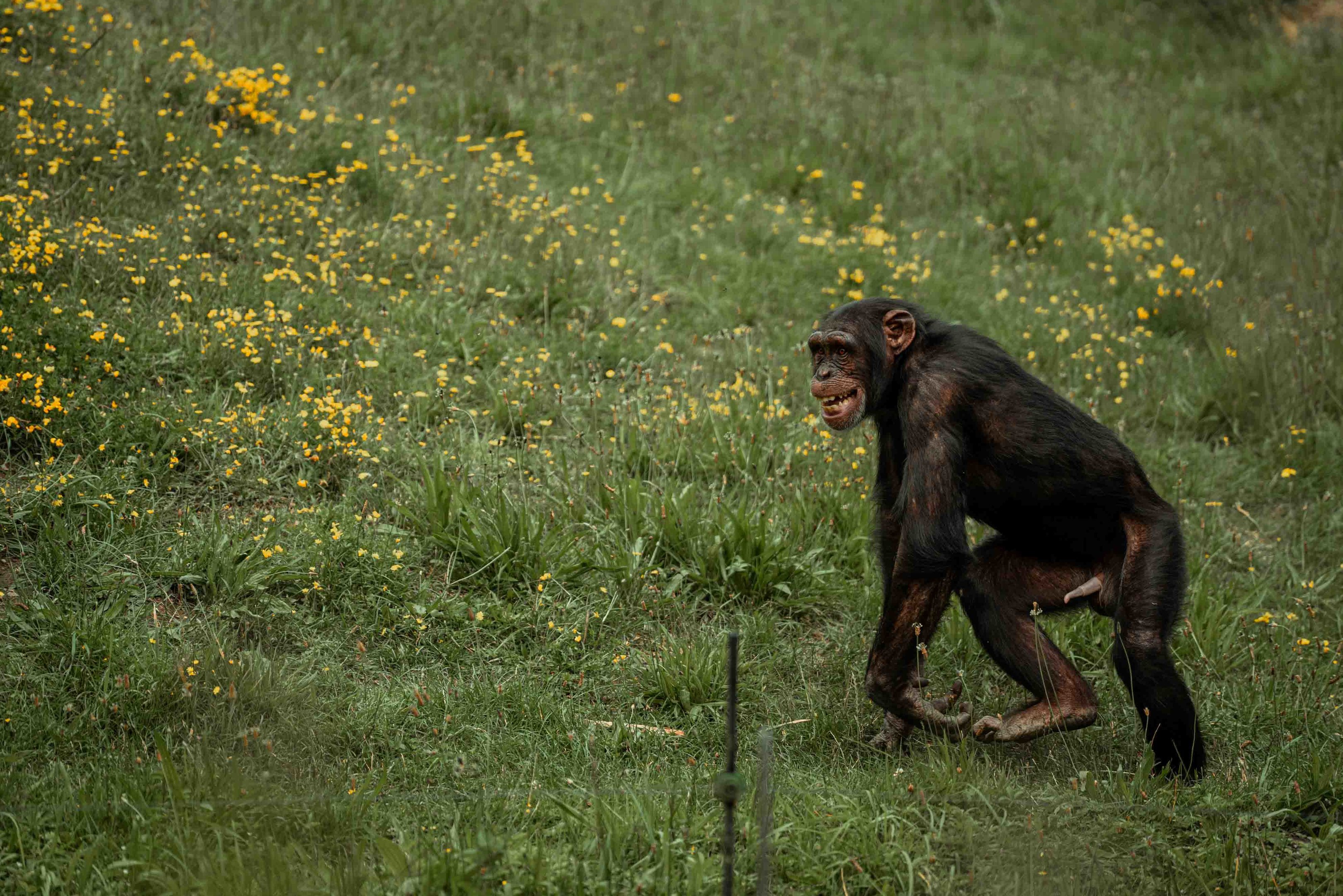 Chimp feeding