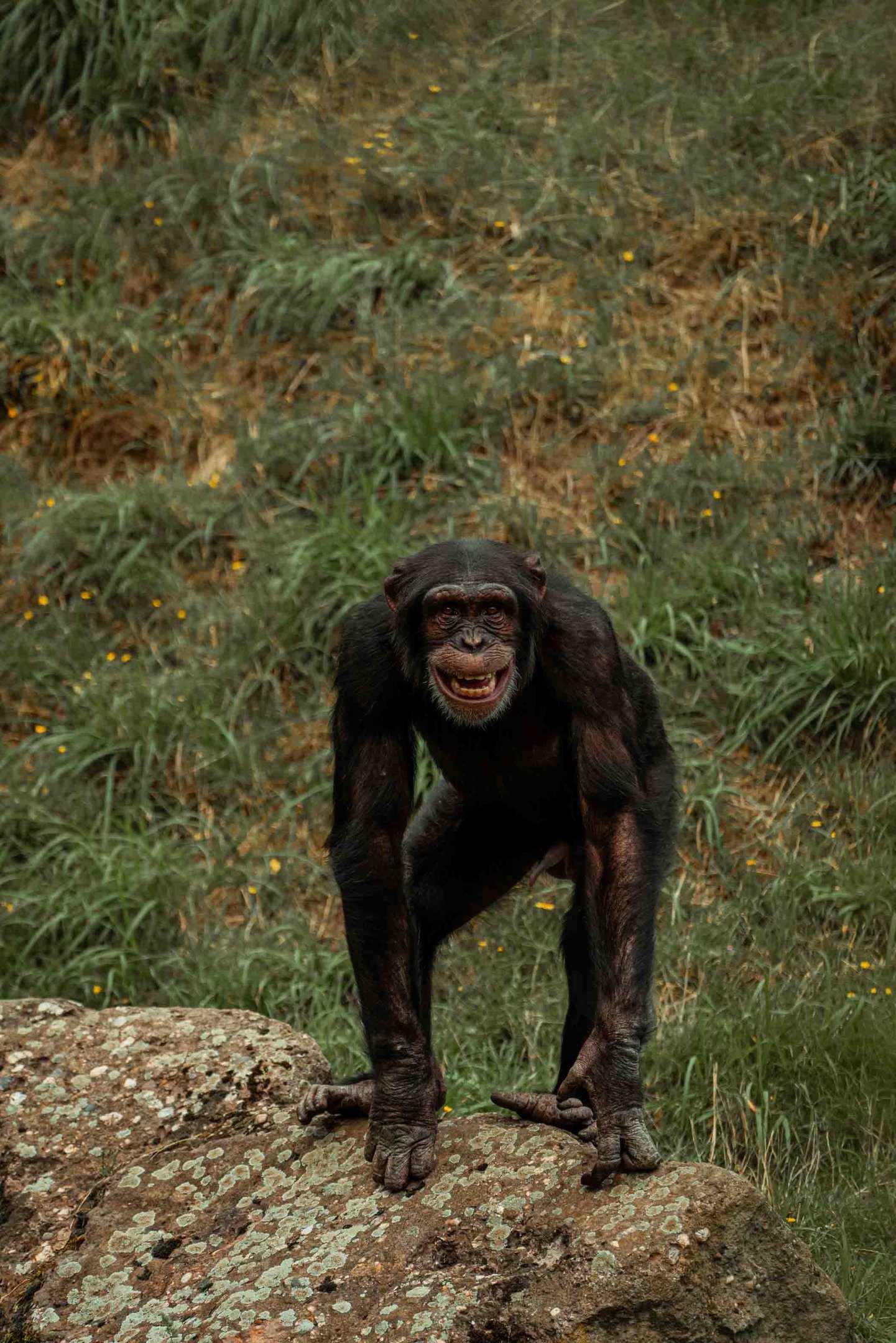 Chimp feeding
