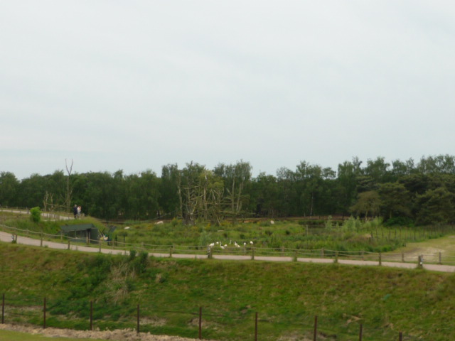 Chimp/flamingo/cheetah enclosures