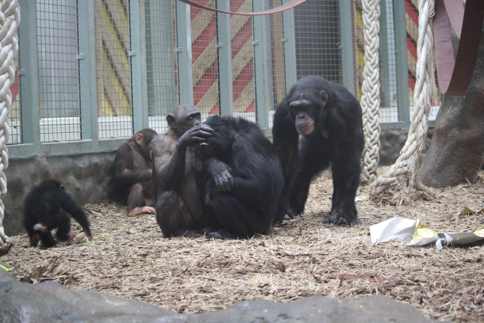 Chimp grooming - 16 Feb 2010