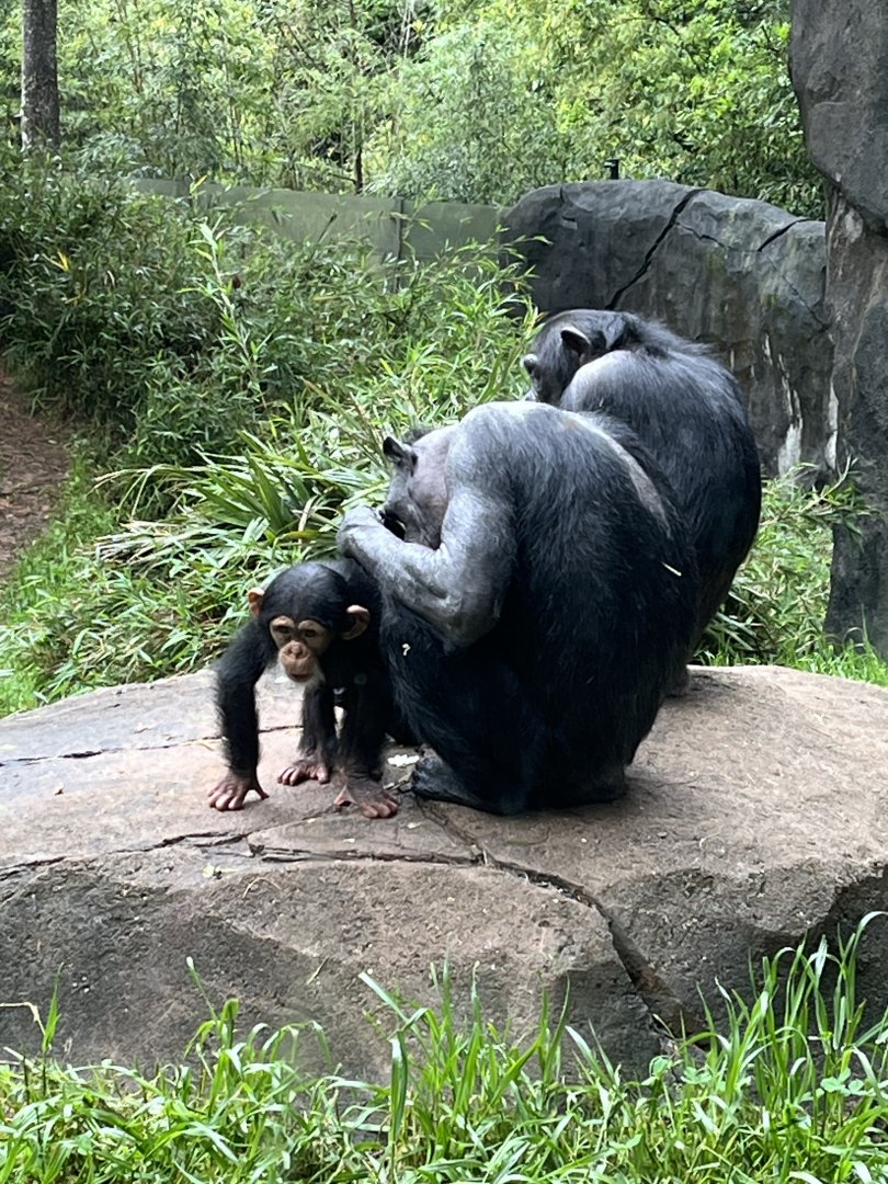 Chimp Grooming